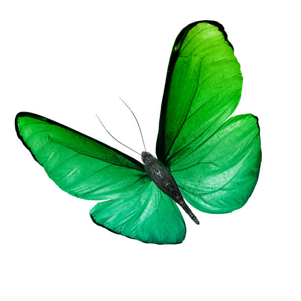 istock tropical green butterfly. isolated on white background 1150834900