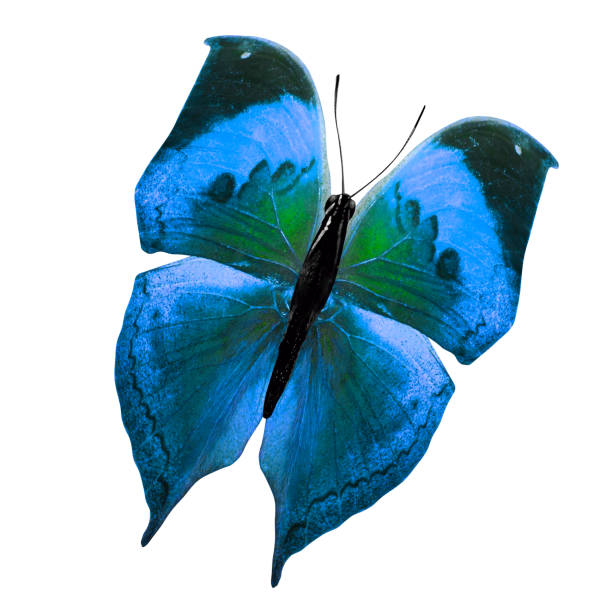 istock tropical blue butterfly. isolated on white background 1150834914