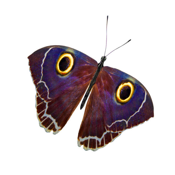 istock tropical purple butterfly. isolated on white background 1150834918