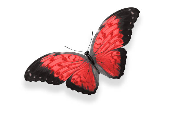 red butterfly. natural insect. isolated on white background