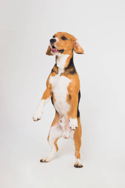 istock beautiful beagle dog isolated on white. young puppy 1150835764