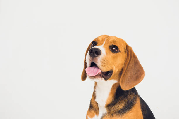 istock beautiful beagle dog isolated on white. young puppy 1150835773