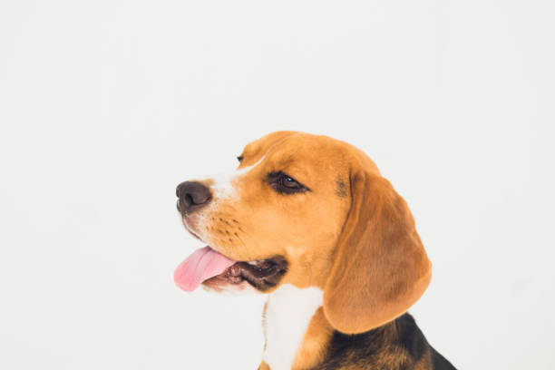 istock beautiful beagle dog isolated on white. young puppy 1150835784