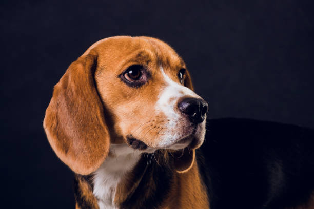 istock young puppy, beagle dog, isolated on black background. 1150835836