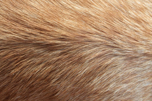 istock Hair animal color: It is hair of cat 1150835843