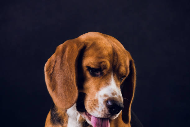 istock young puppy, beagle dog, isolated on black background. 1150835847