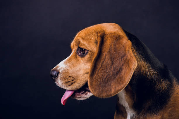 istock young puppy, beagle dog, isolated on black background. 1150835848