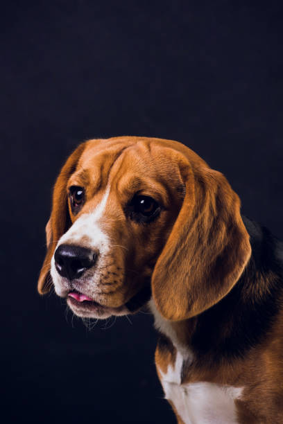 istock young puppy, beagle dog, isolated on black background. 1150835850