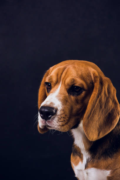 istock young puppy, beagle dog, isolated on black background. 1150835851