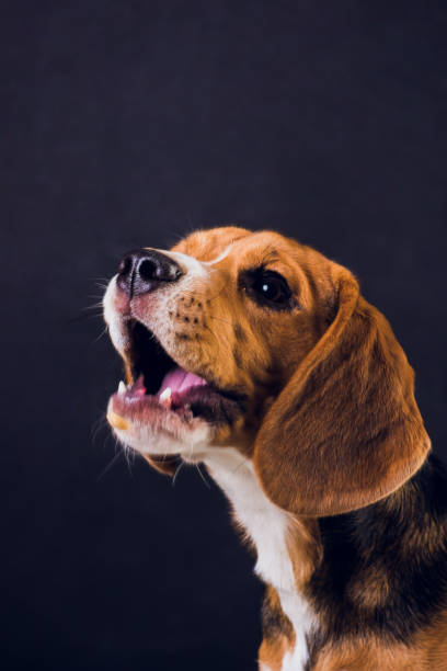 istock young puppy, beagle dog, isolated on black background. 1150835852