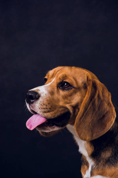 istock young puppy, beagle dog, isolated on black background. 1150835853