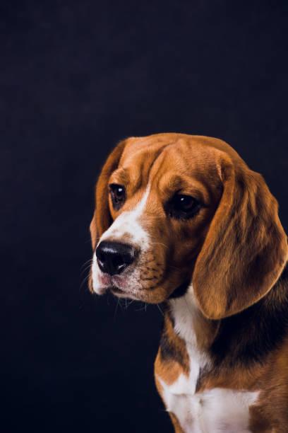 istock young puppy, beagle dog, isolated on black background. 1150835869