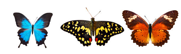 istock tropical butterflies isolated on white. 1150835969
