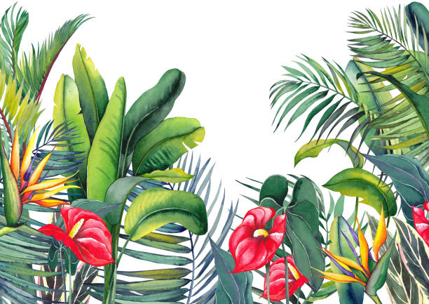 Tropical wallpaper with red flamingo flowers, exotic strelitzia, palm trees and banana leaves. Tropical wallpaper with red flamingo flowers, exotic strelitzia, palm trees and banana leaves. Watercolor illustration on white background. zebra plant stock illustrations