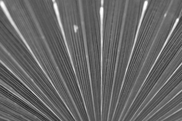 istock Texture of black and white palm Leaf 1150837400