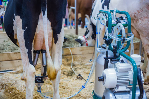 istock Automated milking equipment at dairy farm 1150837434
