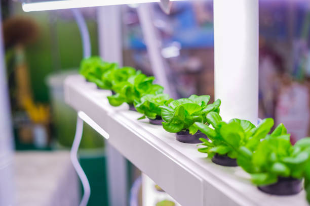 istock Green plants growing in pots 1150837763