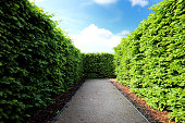 Maze, Hedge