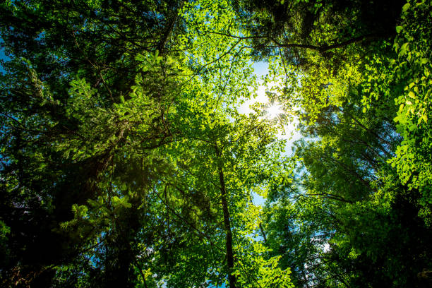 piękno w przyrodzie - beech leaf low angle view deciduous tree tree trunk zdjęcia i obrazy z banku zdjęć