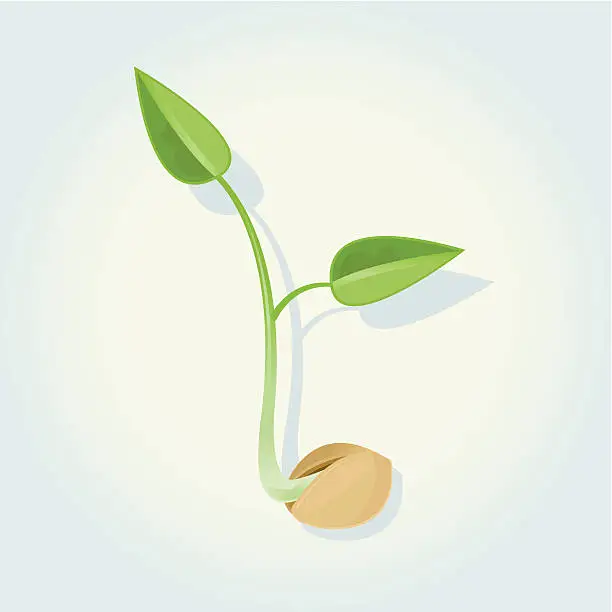 Vector illustration of Sprouting Seedling