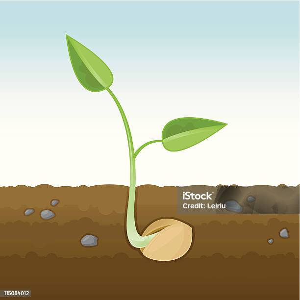 싹 새싹 단면 씨앗에 대한 스톡 벡터 아트 및 기타 이미지 - 씨앗, 발아, 흙
