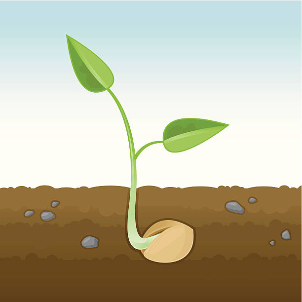 Sprouting Seedling Cross-Section A cross-section of a seedling growing in soil. Seedling, seed pod, soil, stones and sky are grouped and on seperate layers to enable easy editing. school pods stock illustrations