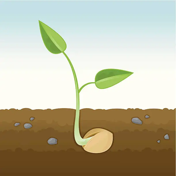 Vector illustration of Sprouting Seedling Cross-Section