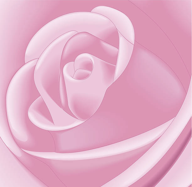 Rose close-up - Illustration vectorielle