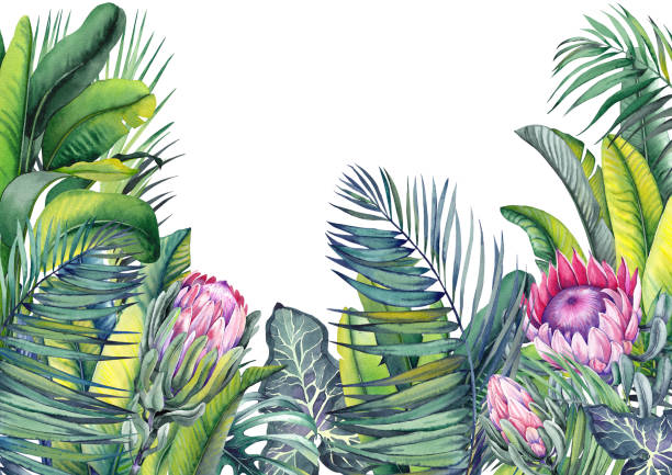 Tropical wallpaper with exotic protea flowers, palm and banana leaves. Tropical wallpaper with exotic protea flowers, palm and banana leaves. Watercolor illustration on white background. zebra plant stock illustrations