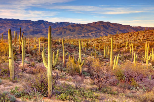 национальный парк сагуаро - sonoran desert desert arizona saguaro cactus стоковые фото и изображения