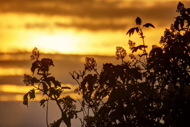 bush silhouette at a cloudy sunset bush silhouette at a cloudy sunset shadow british columbia landscape cloudscape stock pictures, royalty-free photos & images