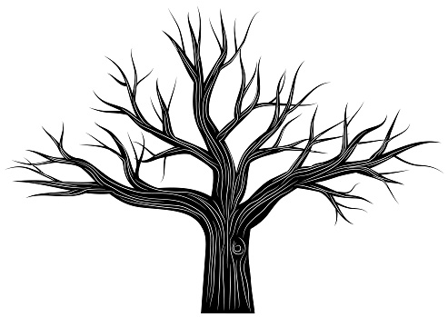 Vector illustration of a black oak tree with trunk line textures.