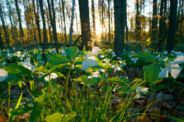 flores de trillium del parque nacional canadiense por la mañana - arrowhead fotografías e imágenes de stock