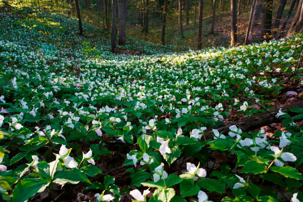 flores de trillium del parque nacional canadiense por la mañana - arrowhead fotografías e imágenes de stock