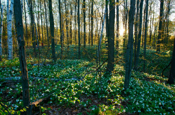 flores de trillium del parque nacional canadiense por la mañana - arrowhead fotografías e imágenes de stock