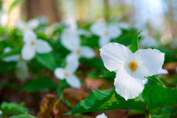 flores de trillium del parque nacional canadiense por la mañana - arrowhead fotografías e imágenes de stock