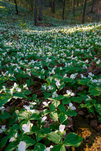 flores de trillium del parque nacional canadiense por la mañana - arrowhead fotografías e imágenes de stock