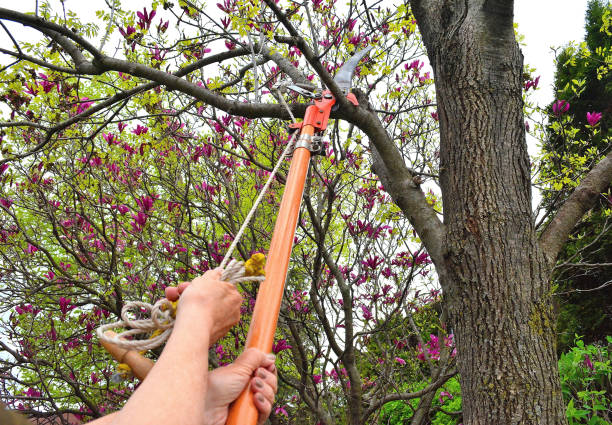 Nature, " Cutting and Trimming Domestic Trees " Nature... This shot, looking up from below, shows someone trimming branches from a tree, with a hand held clipping tool. hand saw stock pictures, royalty-free photos & images