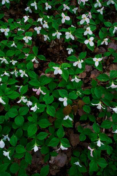 flores de trillium del parque nacional canadiense por la mañana - arrowhead fotografías e imágenes de stock