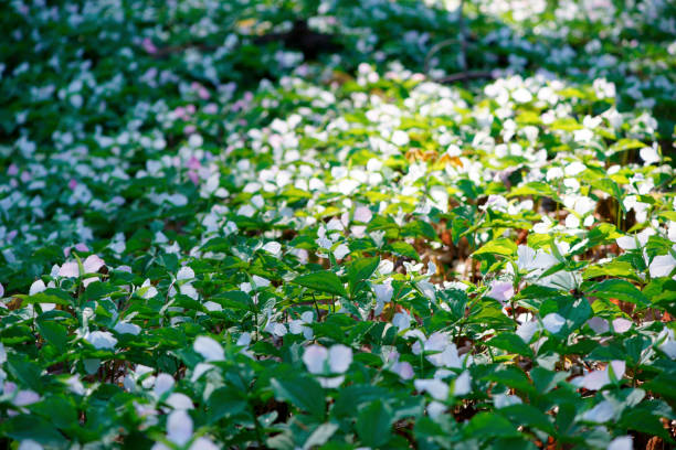 flores de trillium del parque nacional canadiense por la mañana - arrowhead fotografías e imágenes de stock