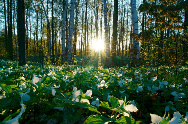 flores de trillium del parque nacional canadiense por la mañana - arrowhead fotografías e imágenes de stock