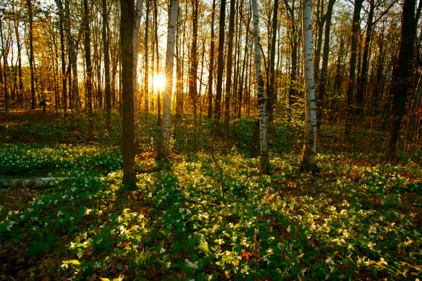 flores de trillium del parque nacional canadiense por la mañana - arrowhead fotografías e imágenes de stock