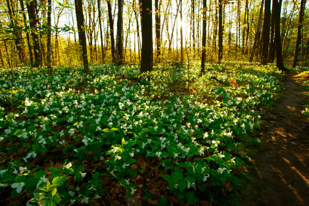 flores de trillium del parque nacional canadiense por la mañana - arrowhead fotografías e imágenes de stock