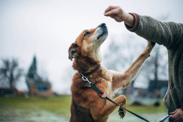 istock man trains red dog in nature 1150850733