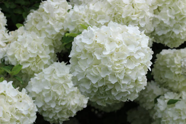 istock White Snowball Viburnum Blossom 1150850788