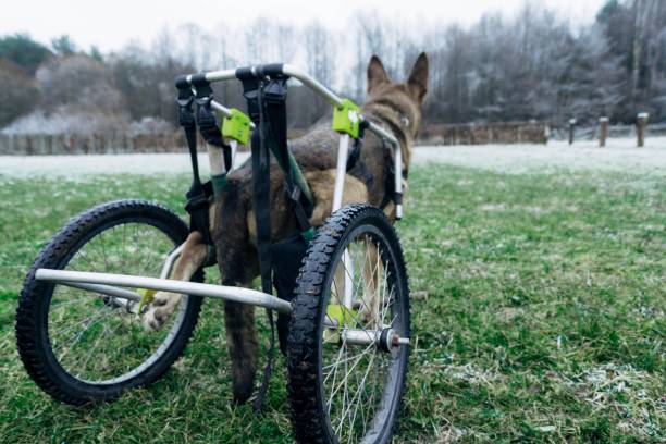istock German Shepherd on a wheelchair. dog is disabled 1150850790