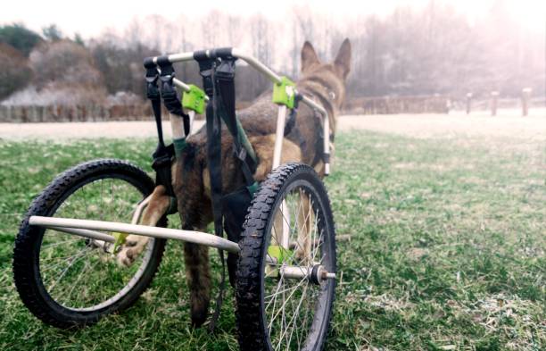 istock German Shepherd on a wheelchair. dog is disabled 1150850867