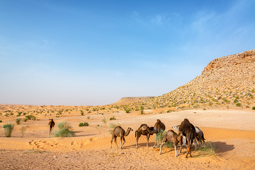 Group of camels in the Sahara Desert near Douz, Tunisia