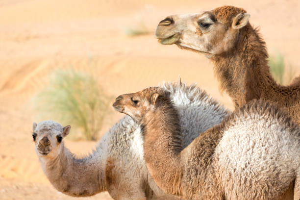istock Three Camels Standing Together in the Sahara 1150851507