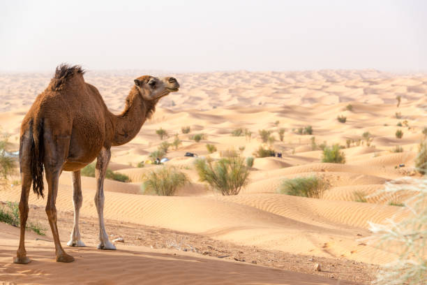 Camel Overlooking the Sahara Desert Camel on a sand dune looking out over the Sahara Desert near Douz, Tunisia tunisia sahara douz stock pictures, royalty-free photos & images